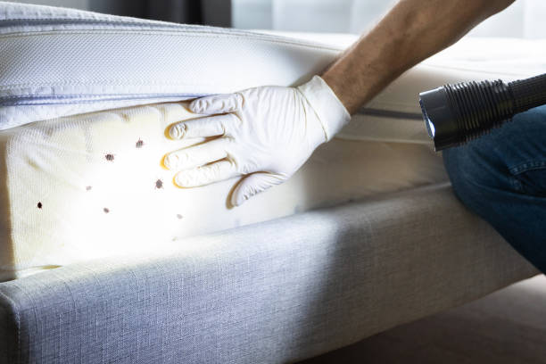 Wasp Removal Services in Big Beaver, PA
